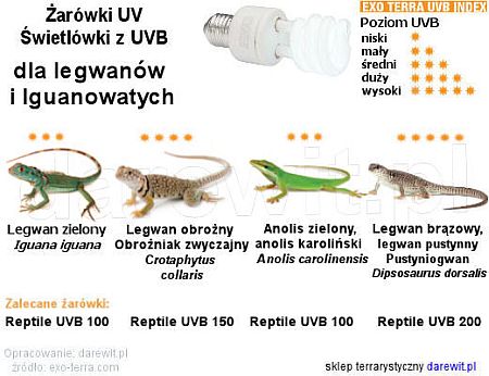 Jakie żarówki UVB wybrać dla legwanów, sklep terrarystyczny Warszawa